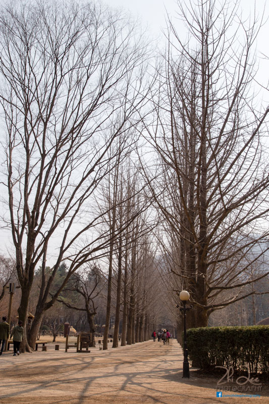 Forest of Verdant Trees on Nami Island